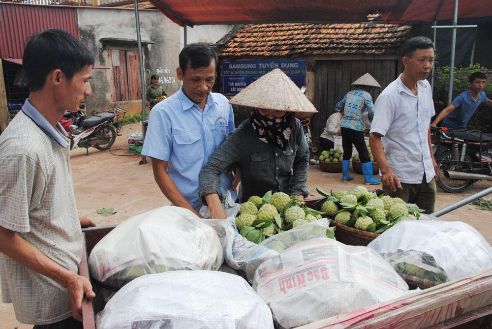 Nhãn, Na, Na Lục Nam, Thu hoạch nhãn, Thu hoạch na, Giá na, Giá nhãn, Giá bán Na, Giá bán nhãn