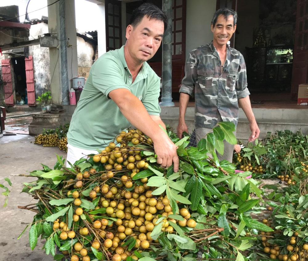 Nhãn, Na, Na Lục Nam, Thu hoạch nhãn, Thu hoạch na, Giá na, Giá nhãn, Giá bán Na, Giá bán nhãn