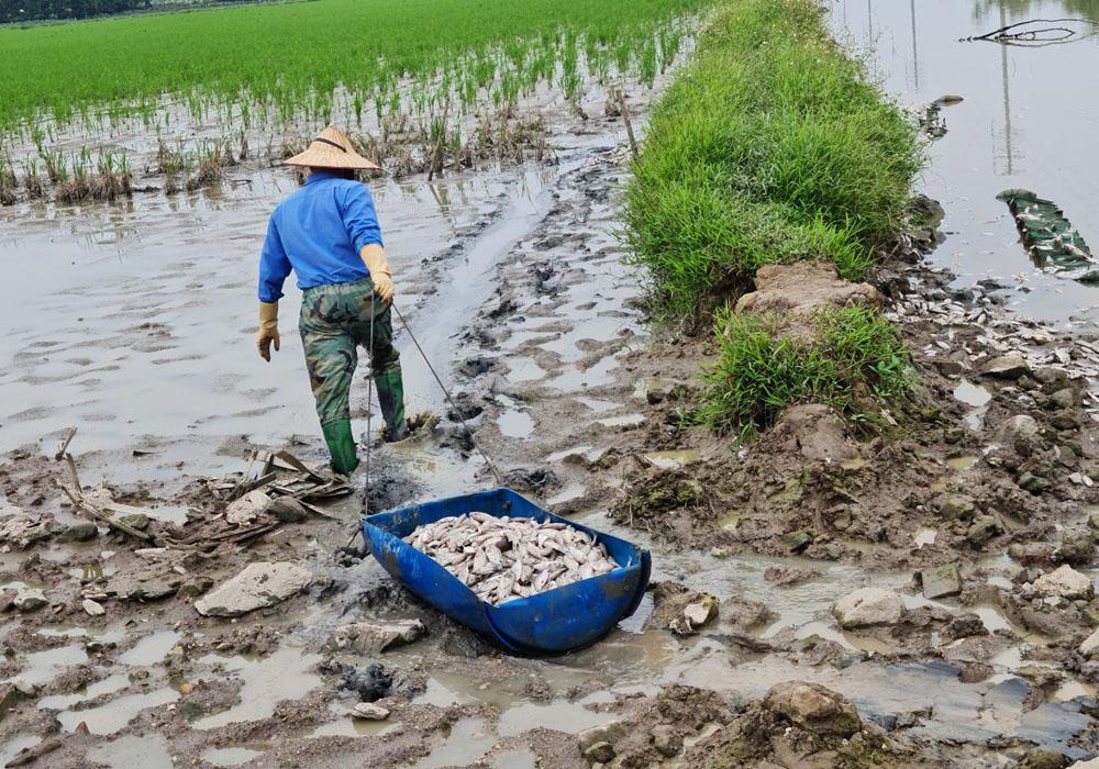 Cá chết, thuốc diệt ốc bươu vàng, xã Quang Châu, Việt Yên.