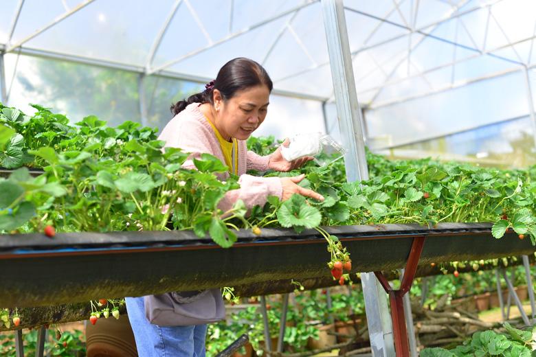 Tại khu tham quan, du khách có thể tự do ngắm và tự tay hái dâu tây tươi thưởng thức miễn phí