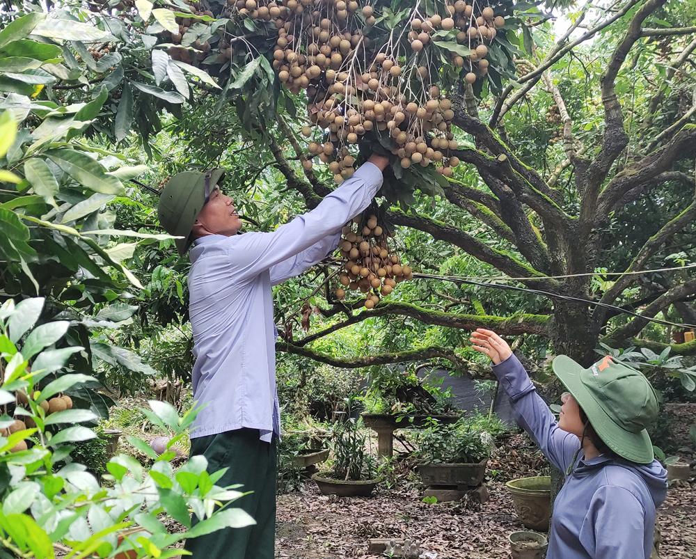 Bắc Giang, Số hóa, sản phẩm, vùng sản xuất, cây ăn quả, nông sản xuất ngoại