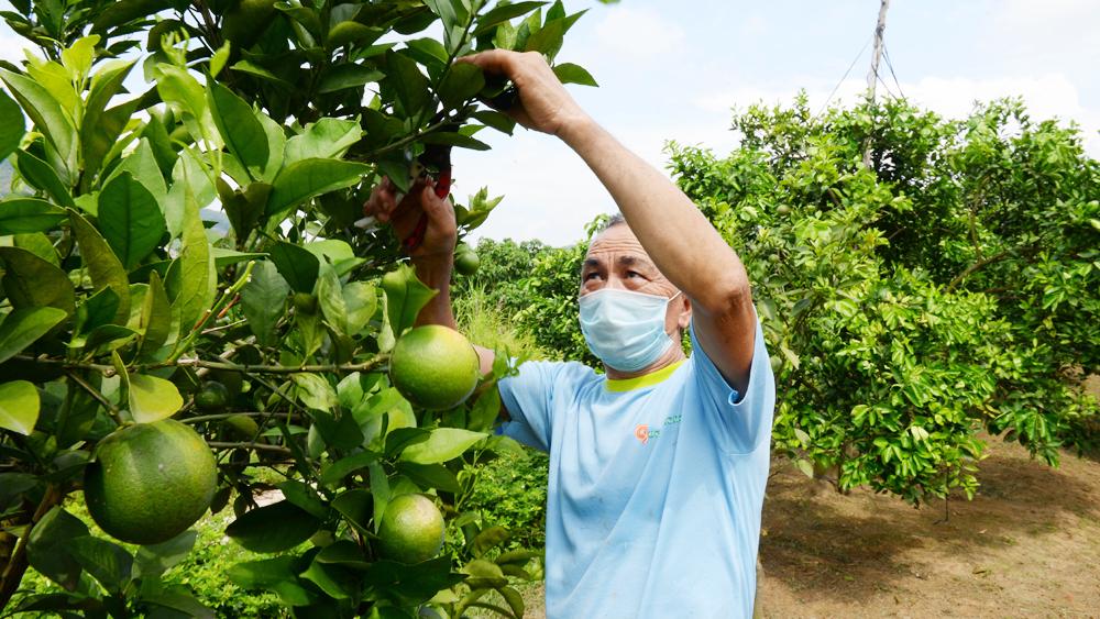 Bắc Giang, Hướng dẫn, chăm sóc, cây ăn quả