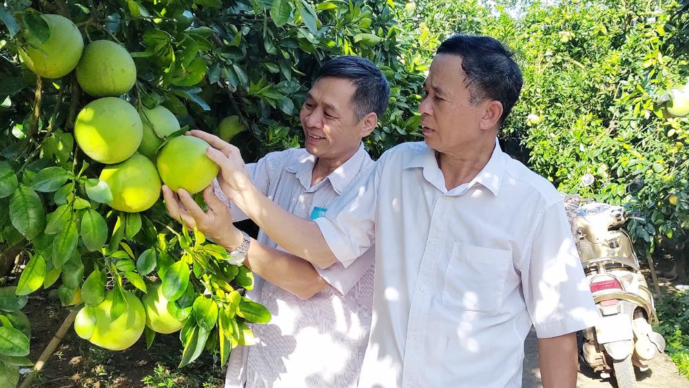Bắc Giang, Lục Ngạn, Phát triển, bền vững, cây có múi