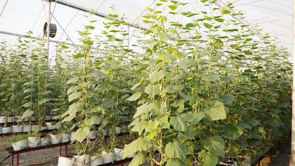 Kế hoạch, Chương trình hành động, thực hiện, Nghị quyết số 19-NQ/TW,nông nghiệp, nông dân, nông thôn