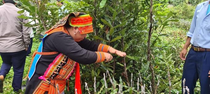 Trồng mắc ca đang trở thành hướng đi mới của sản xuất lâm nghiệp tại Điện Biên. Ảnh: SH.