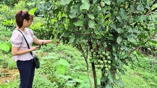 Điện Biên đã trồng thử ngiệm tất cả 13 dòng mắc ca được Bộ NN-PTNT công nhận. Ảnh: SH.