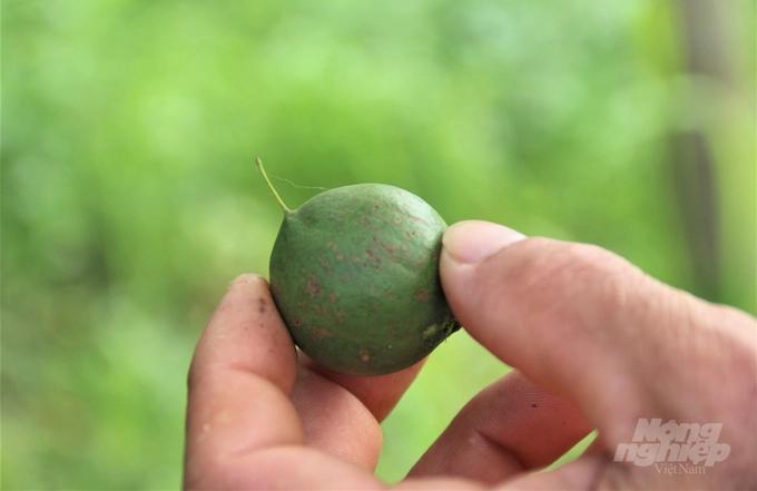 Cây mắc ca trồng càng lâu năm sẽ càng nâng cao sản lượng. Ảnh: Võ Việt.