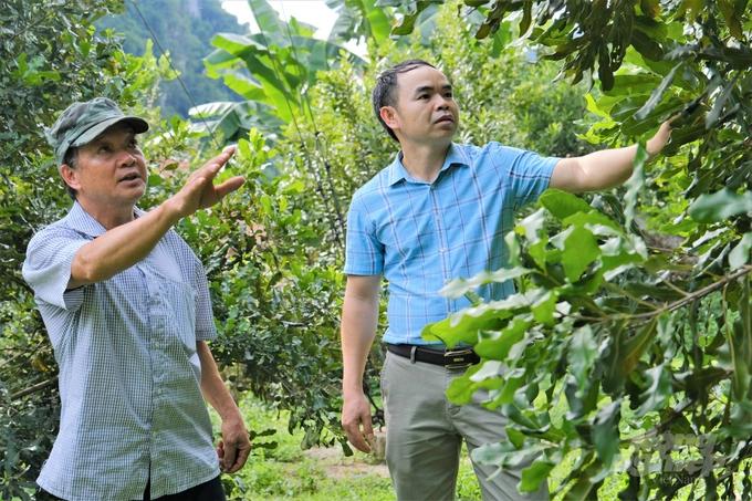 Việc chuyển đổi trồng cây mắc ca đã cho hiệu quả, cho thu nhập cao hơn nhiều loại cây trồng rừng khác. Ảnh: Võ Việt.