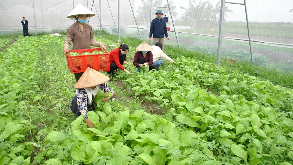 Bắc Giang, cải tạo đất trồng rau, hiệu quả, phát triển