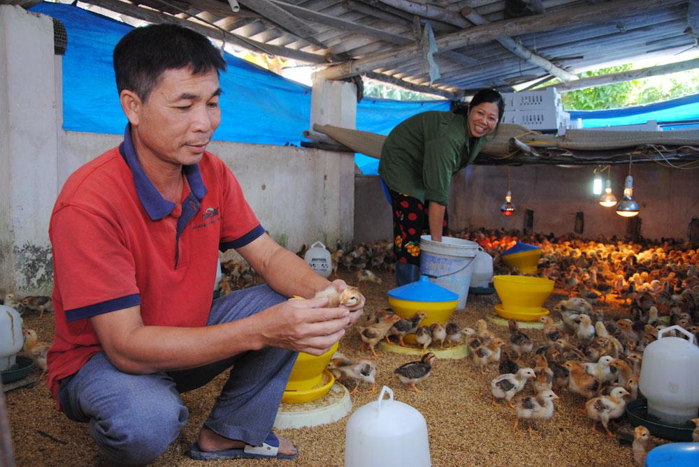 Chăn nuôi, gà, lợn, gia cầm, tái đàn