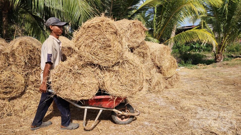 Nguồn phụ phẩm nông nghiệp dồi dào được bà con tận dụng làm thức ăn trong chăn nuôi bò, tiết giảm đáng kể chi phí đầu tư thức ăn chăn nuôi. Ảnh: Văn Vũ.