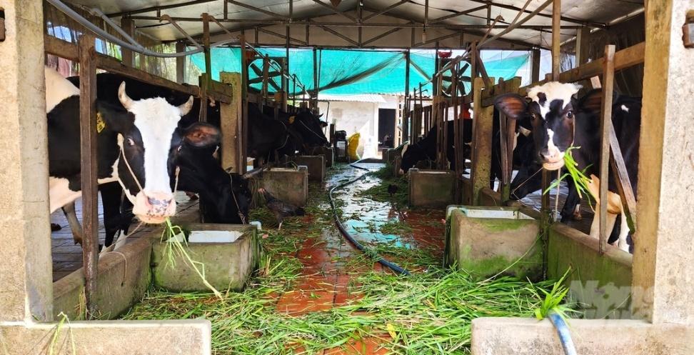 Tỉnh Sóc Trăng đã liên kết được với 2 doanh nghiệp thu mua sản phẩm từ bò sữa, tạo đầu ra ổn định cho bà con nông dân. Ảnh: Văn Vũ.