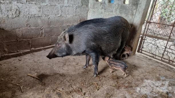 Ông Cường đã thất bại hoàn toàn với lứa lợn rừng đầu tiên, nhưng không nản chí và quyết tâm làm lại. Ảnh: Toán Nguyễn.