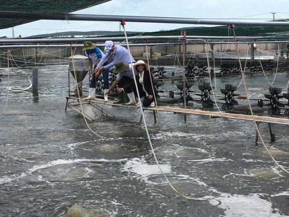 Bến Tre bàn giải pháp phát triển vùng nuôi tôm ứng dụng công nghệ cao - Ảnh 1.