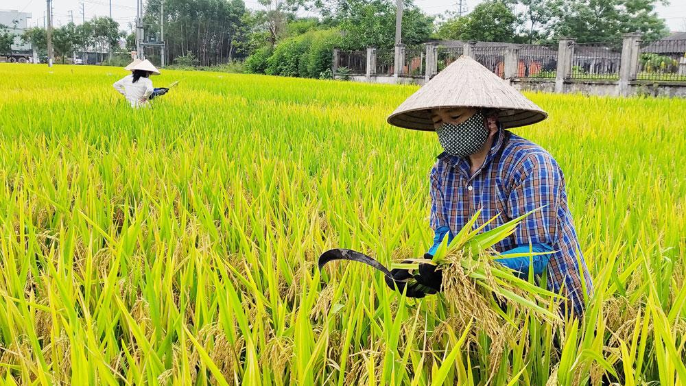 khảo nghiệm; giống lúa; cây trồng; Bắc Giang