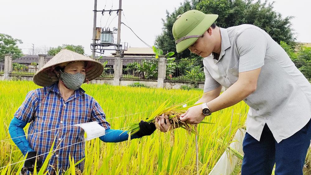 khảo nghiệm; giống lúa; cây trồng; Bắc Giang