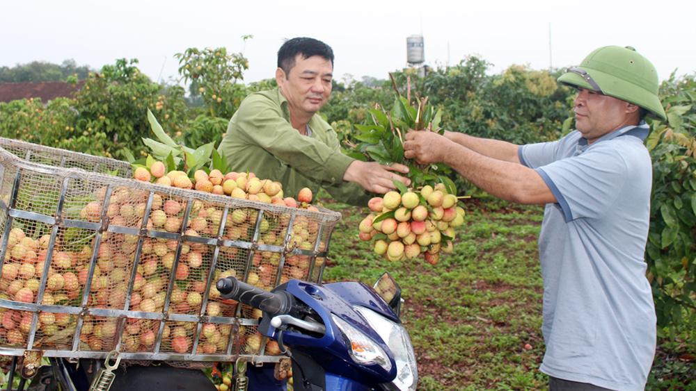 Bắc Giang, Vải sớm, mã đẹp, hút khách