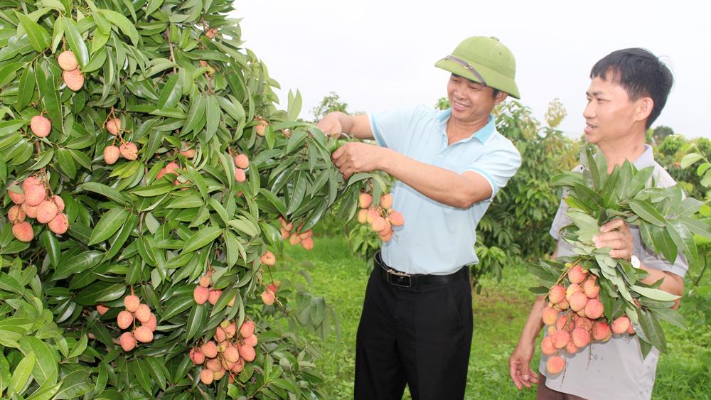 Bắc Giang, Vải sớm, mã đẹp, hút khách