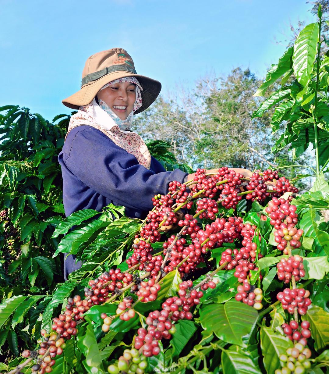 Ảnh minh họa: Hữu Nguyên