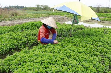 Năng suất, sản lượng giảm khiến giá nhiều loại rau màu tăng.