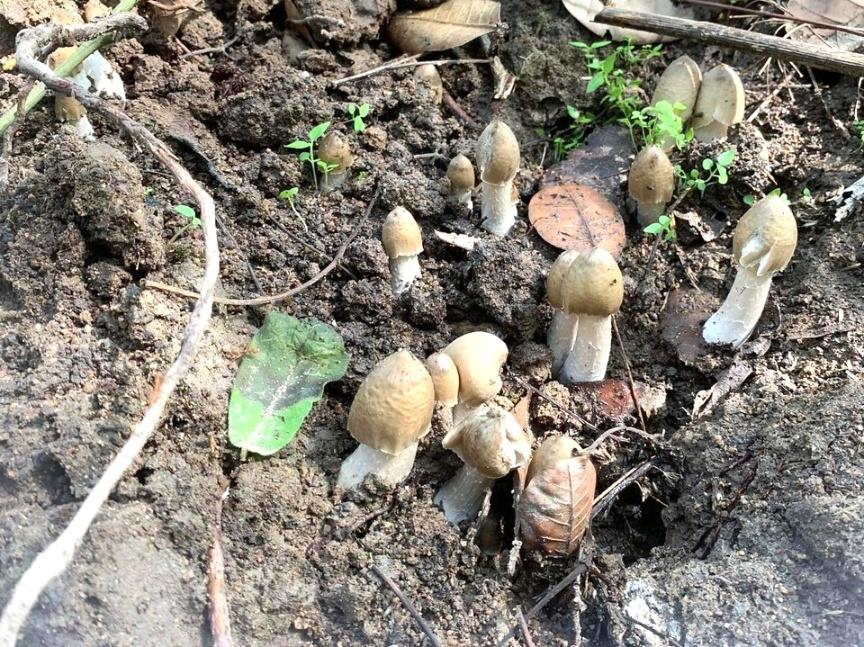 Cứ vào mùa mưa, nấm mối lại mọc khắp các vườn cây. Ảnh: Tuấn Anh.