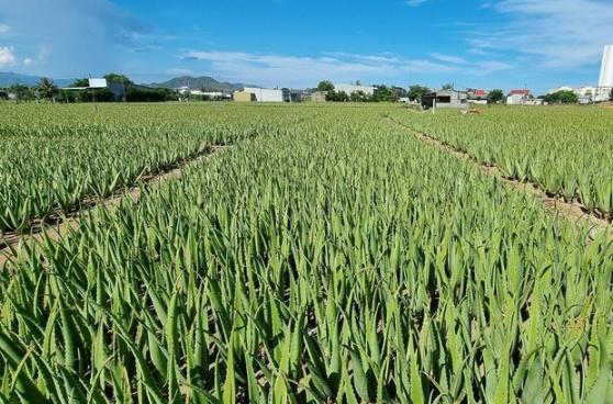 Ninh Thuan phat trien cac mo hinh lien ket theo chuoi gia tri hinh anh 1