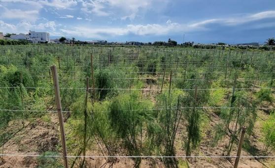 Ninh Thuan phat trien cac mo hinh lien ket theo chuoi gia tri hinh anh 2