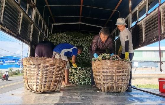 Ninh Thuan phat trien cac mo hinh lien ket theo chuoi gia tri hinh anh 4