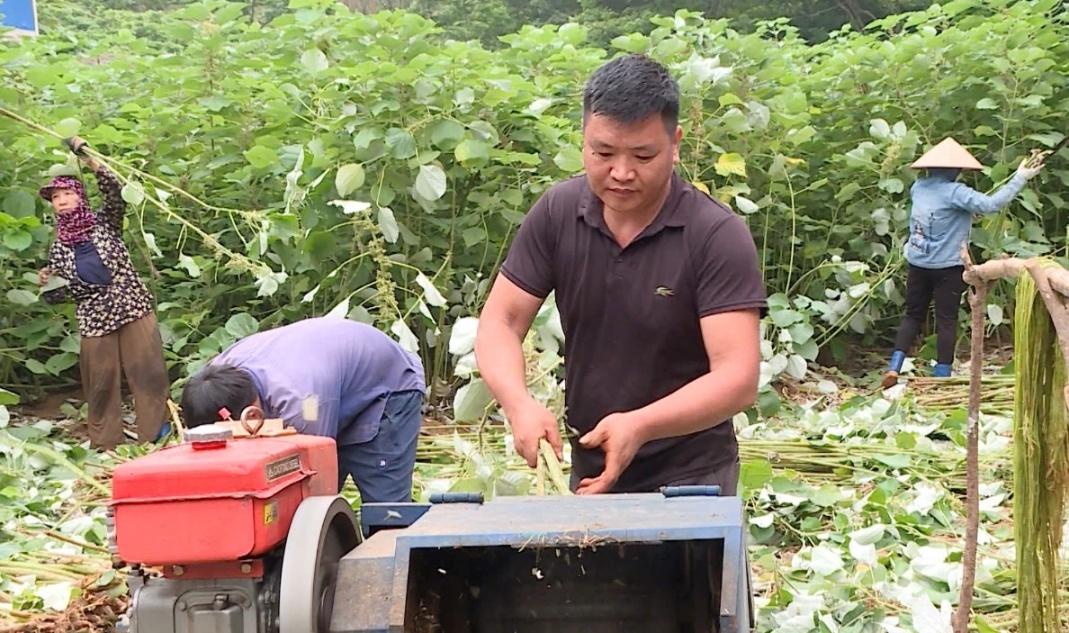 Mô hình cây gai xanh tại xã Tân Thanh, huyện Sơn Dương.