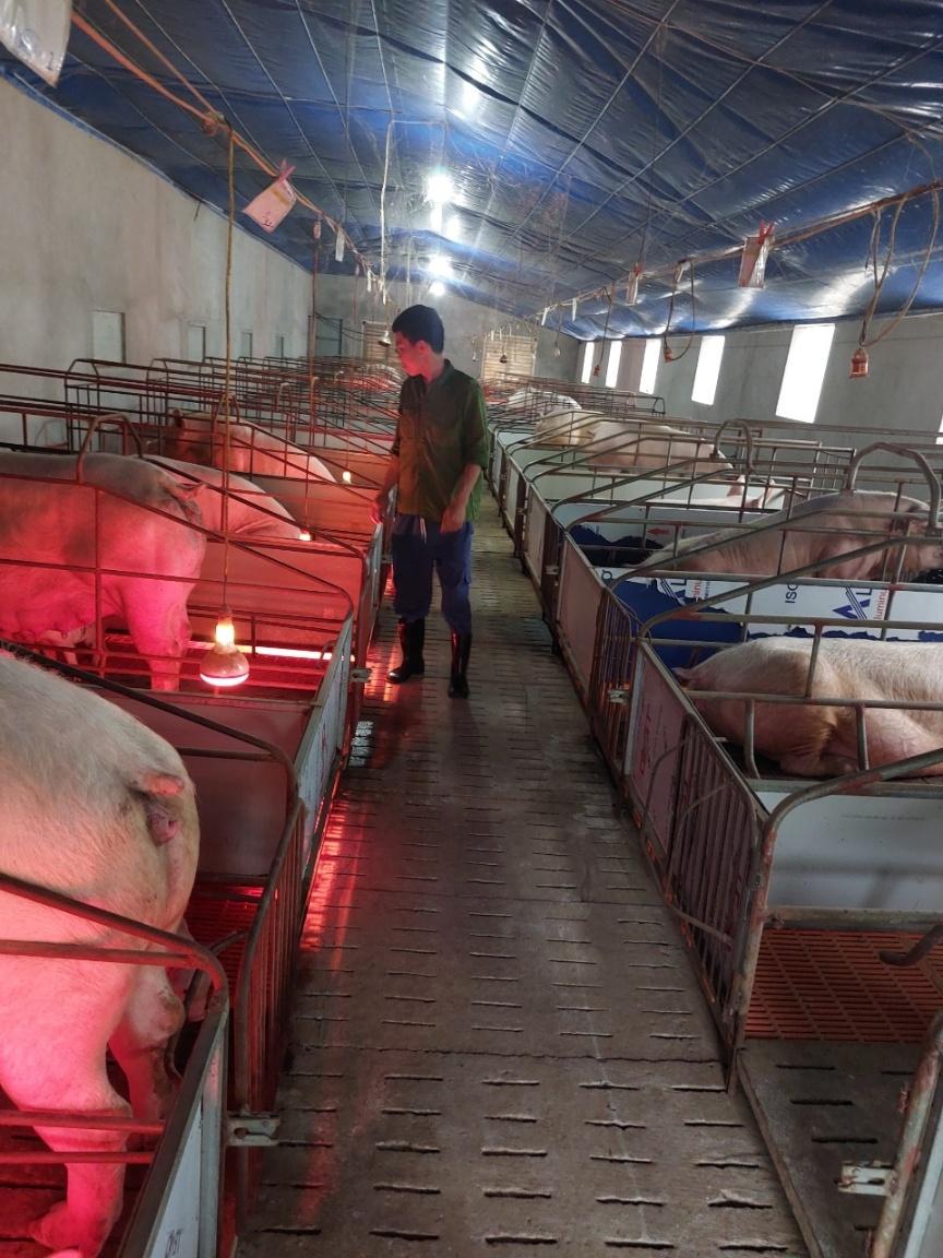 (Bài Kế Hoạch)Trồng lúa chất lượng cao, chuyện thiếu gạo mùa giáp hạt lùi vào dĩ vãng 3