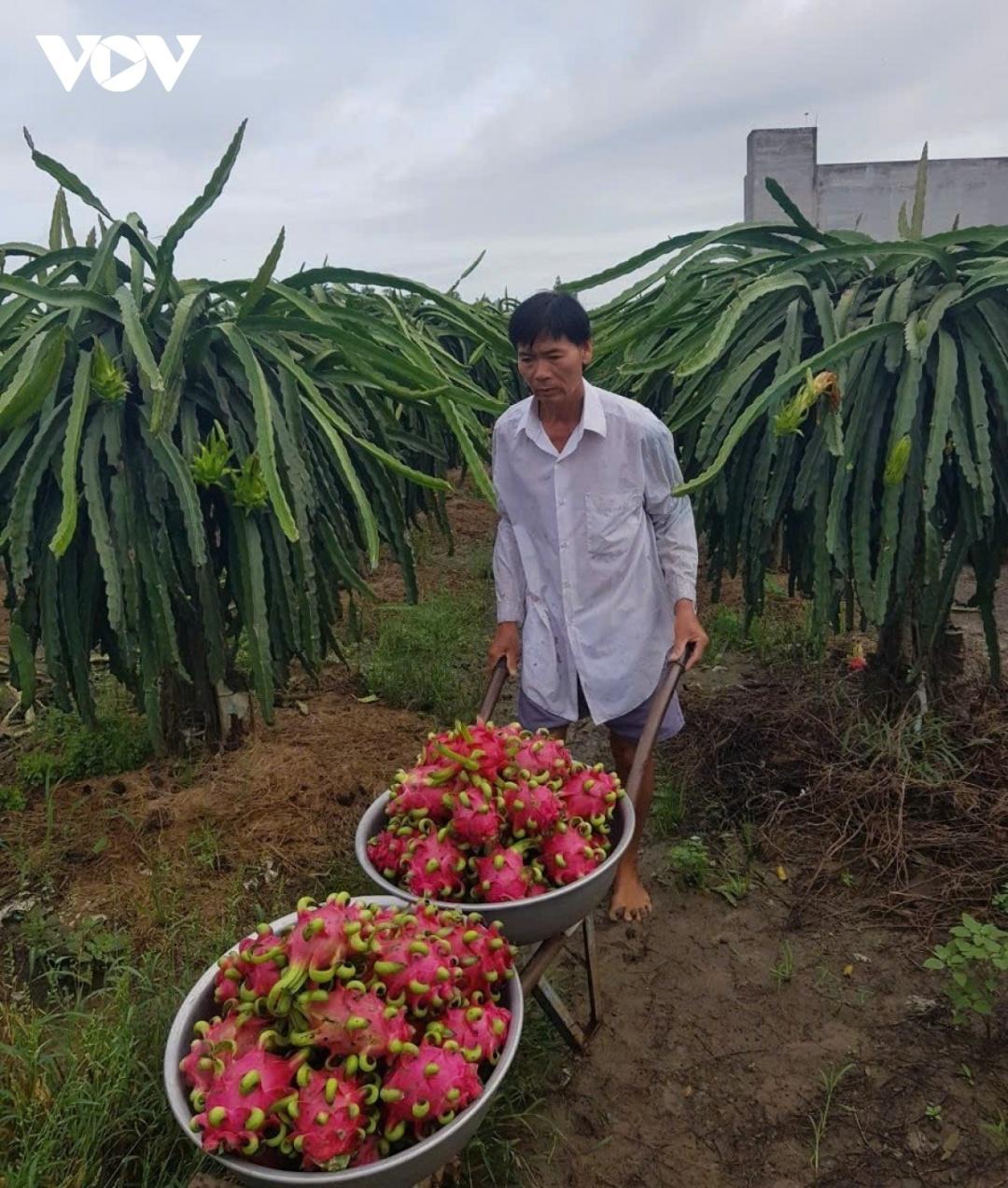 Dù trái thanh long bị rớt giá nhưng nhà vườn vẫn tích cực chăm sóc vườn cây để bán giá cao vào mùa nghịch. Ảnh: Nhât Trường