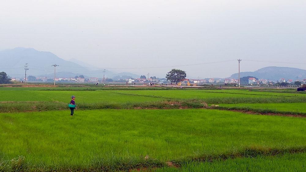 gieo cấy; vụ mùa; Bắc Giang