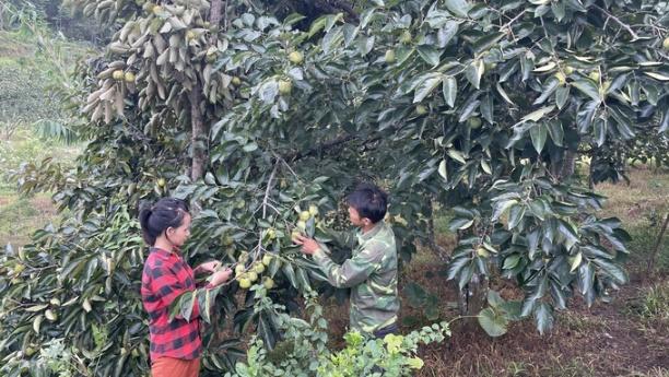 Nhiều hộ dân ở khu phố Khe Thờ (thị trấn Đồng Lộc, Hà Tĩnh) có thu nhập hàng trăm triệu đồng mỗi năm từ cây hồng vuông. Ảnh: Ánh Nguyệt.