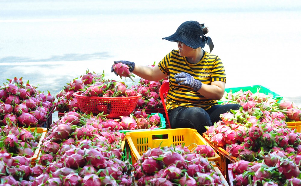 Doanh nghiệp xuất khẩu nông sản đón cơ hội từ thị trường Trung Quốc