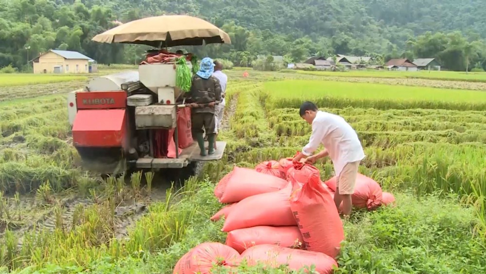 Giá lúa gạo hôm nay ngày 14/10: Kéo dài đà tăng giá