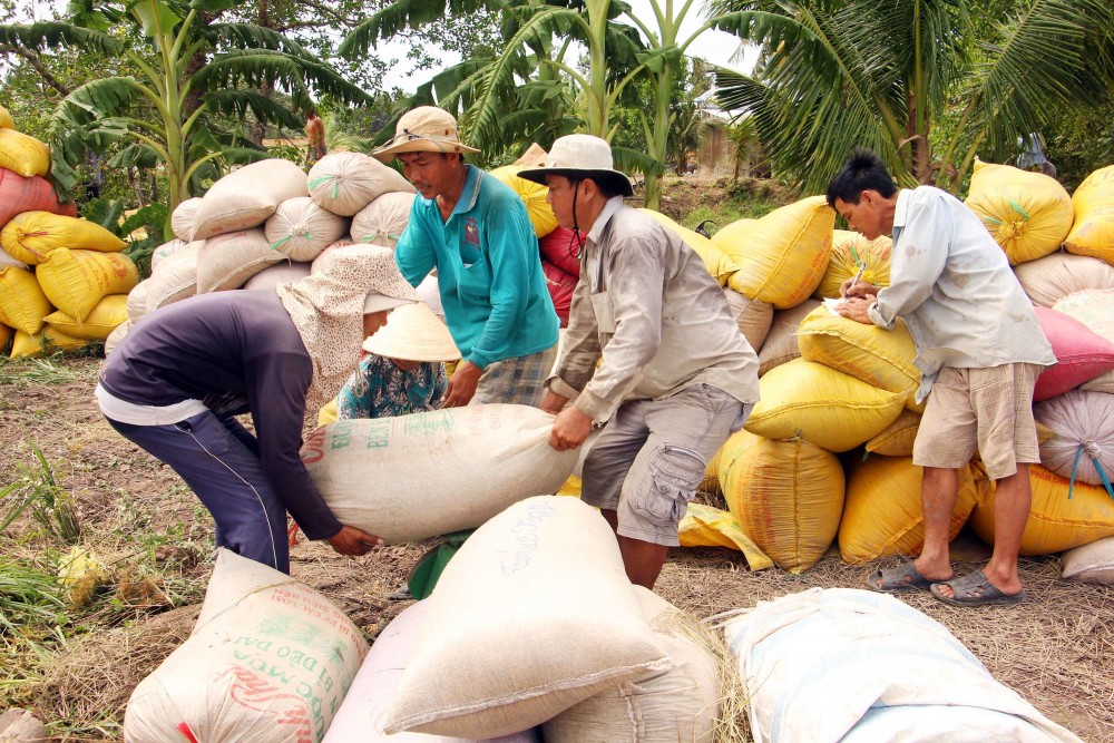 Giá lúa gạo hôm nay ngày 16/10: Giá lúa neo cao, thương lái ít mua