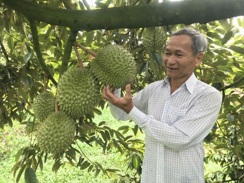 Sầu riêng