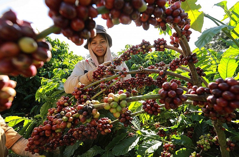 “Hạt ngọc nâu” trên đỉnh núi mù sương