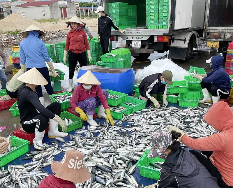 Nhờ liên kết tiêu thụ sản phẩm với các tàu cá, Công ty TNHH thương mại và dịch vụ tổng hợp Việt Trung QB bảo đảm được nguồn nguyên liệu đầu vào.