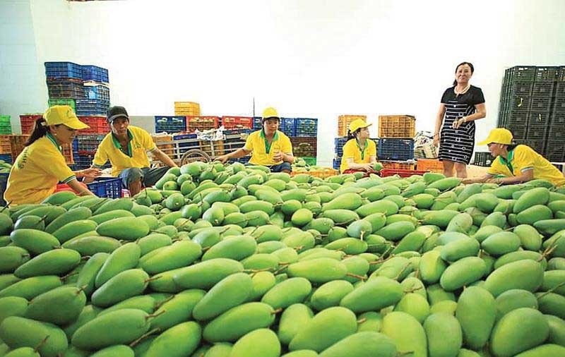 Giá xoài tăng cao, nông dân phấn khởi