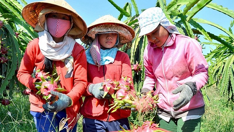 Bài cuối: Hoàn thiện chính sách xây dựng thương hiệu nông sản hướng đến xuất khẩu