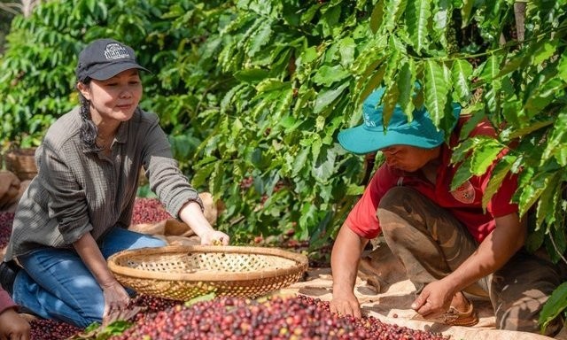 Sau 2 tuần giảm mạnh, giá cà phê đang