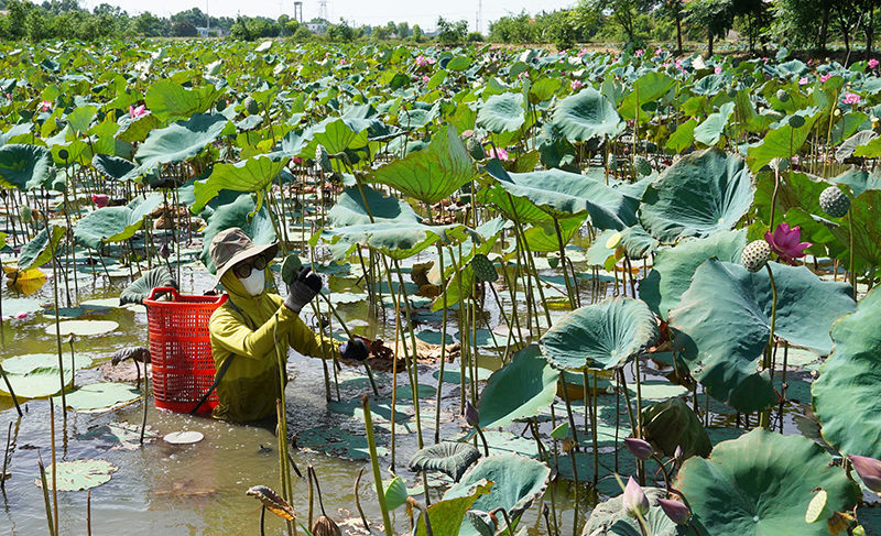 Người dân thu hoạch sen.