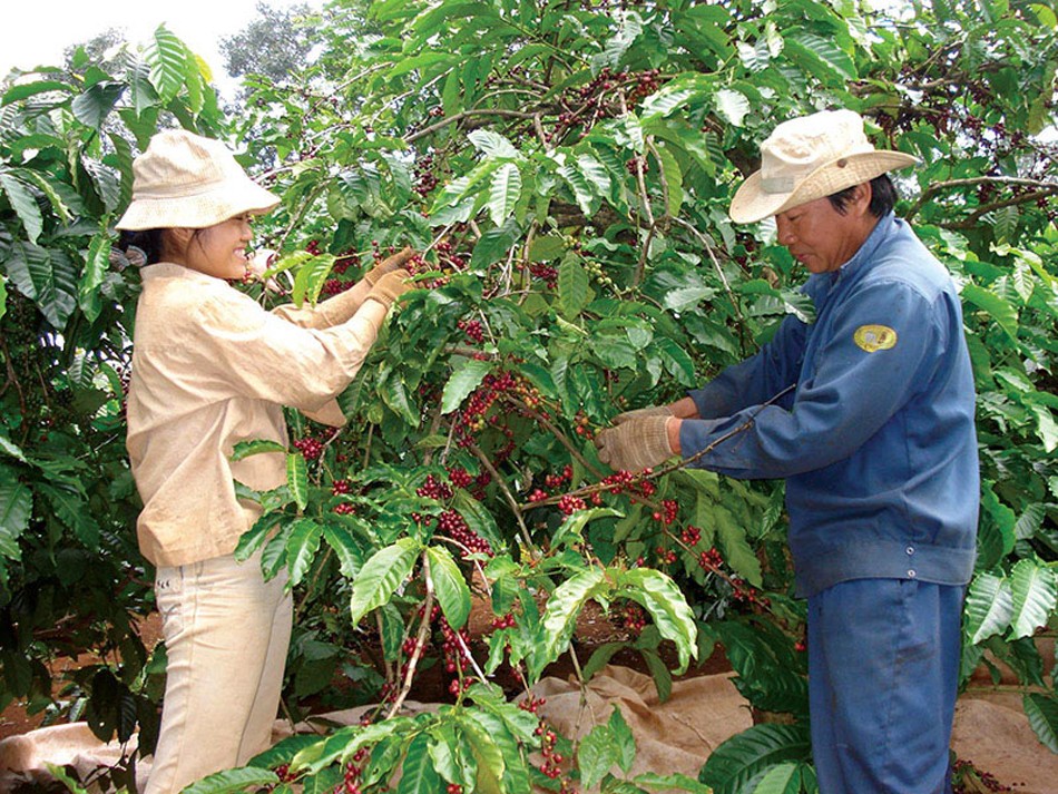 Đâu là nguyên nhân khiến giá cà phê xuất khẩu tăng mạnh?