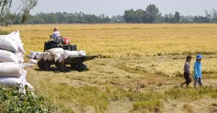 Giá lúa gạo hôm nay ngày 16/7: Giá lúa tăng 100 đồng, giá gạo tăng nhẹ