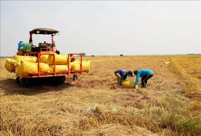 Giá lúa gạo hôm nay 8/10/2024: Giá lúa tiếp tục đi ngang, giá gạo có diễn biến mới