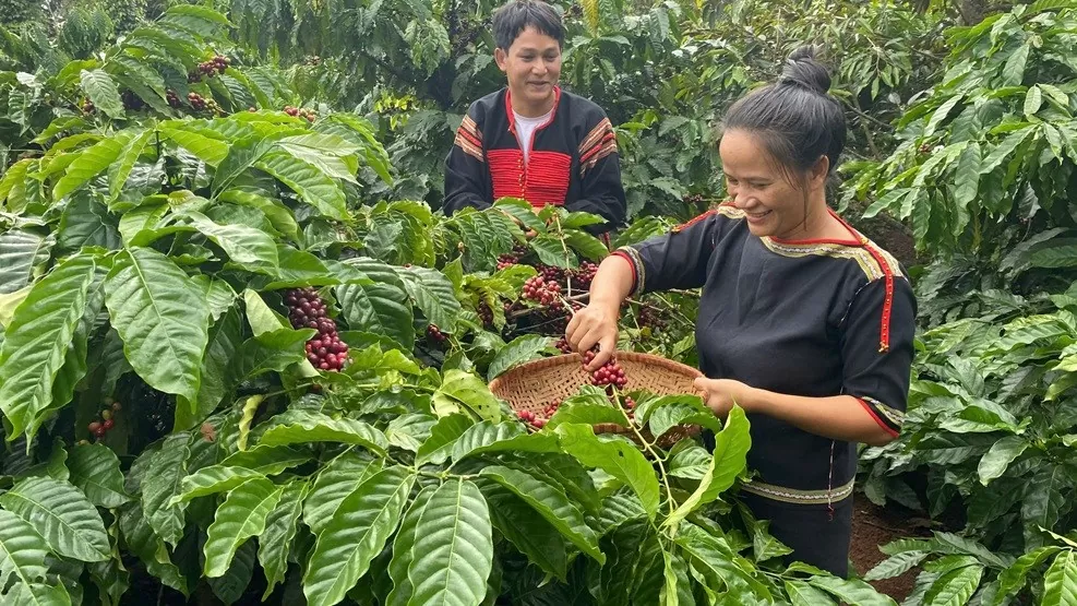 Giá cà phê hôm nay 6/12/2024: Giá cà phê trong nước bật tăng trở lại