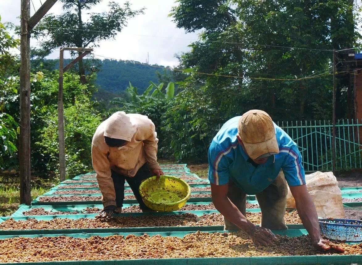 Giá cà phê hôm nay 27/12/2024: Giá cà phê trong nước