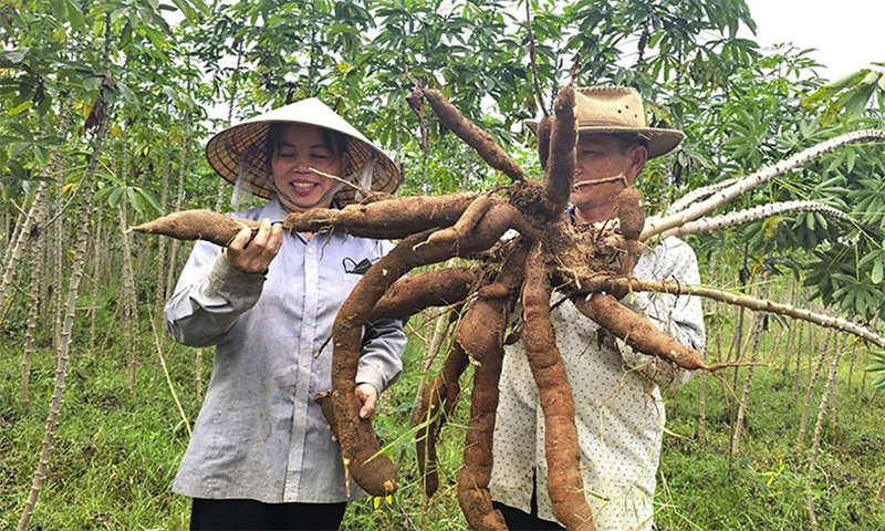 Nông dân huyện Bố Trạch thu hoạch sắn.