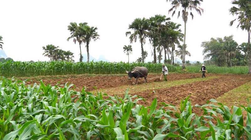 Nhiều người vẫn gọi sông Gianh là dòng sông hào phóng khi bao thế hệ cư dân đôi bờ đều nhờ sông mà khôn lớn.